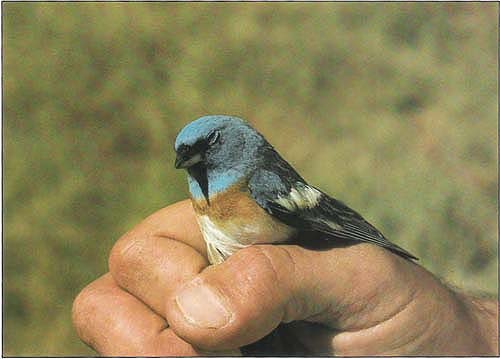 Lazuli buntings are among the many breeding birds recorded at the field station.