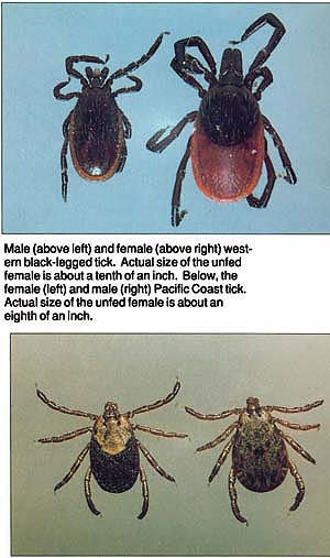 Male (above left) and female (above right) western black-legged tick. Actual size of the unfed female is about a tenth of an inch. Below, the female (left) and male (right) Pacific Coast tick. Actual size of the unfed female is about an eighth of an inch.