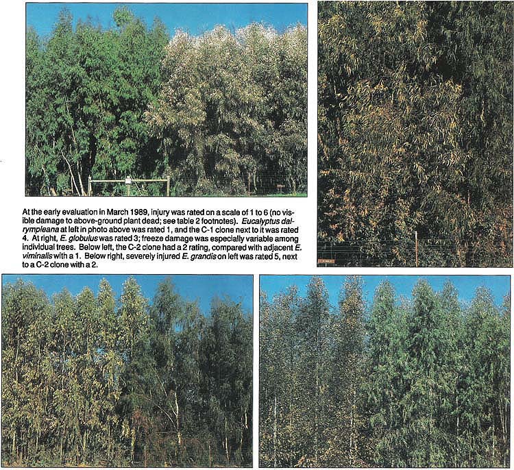 At the early evaluation in March 1989, injury was rated on a scale of 1 to 6 (no visible damage to above-ground plant dead; see table 2 footnotes). Eucalyptus dalrympleana at left in photo above was rated 1, and the C-1 clone next to it was rated 4. At right, E. globulus was rated 3; freeze damage was especially variable among individual trees. Below left, the C-2 clone had a 2 rating, compared with adjacent E. viminalis with a 1. Below right, severely injured E. grandis on left was rated 5, next to a C-2 clone with a 2.