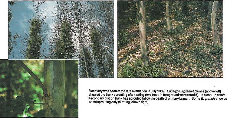 Recovery was seen at the late evaluation in July 1989: Eucalyptus grandis clones (above left) showed the trunk sprouting of a 4 rating (two trees in foreground were rated 5). In close-up at left, secondary bud on trunk has sprouted following death of primary branch. Some E. grandis showed basal sprouting only (5 rating, above right).