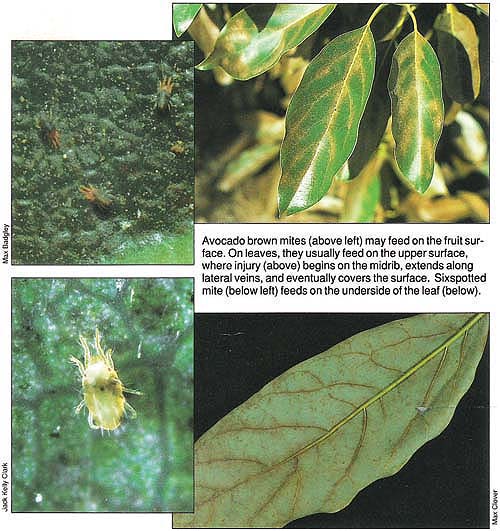 Avocado brown mites (above left) may feed on the fruit surface. On leaves, they usually feed on the upper surface, where injury (above) begins on the midrib, extends along lateral veins, and eventually covers the surface. Sixspotted mite (below left) feeds on the underside of the leaf (below).