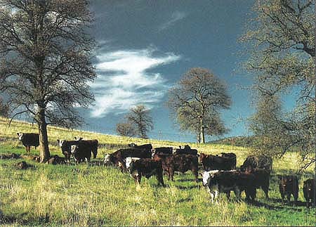 Studies of beef cattle on oak woodland range are concerned with a variety of problems related to herd management, nutrition, and health.