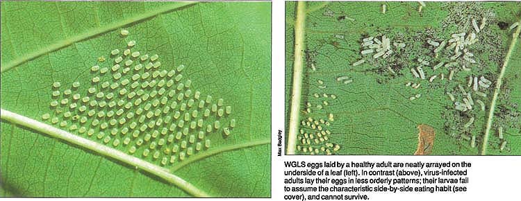WGLS eggs laid by a healthy adult are neatly arrayed on the underside of a leaf (left). In contrast (above), virus-infected adults lay their eggs in less orderly patterns; their larvae fail to assume the characteristic side-by-side eating habit (see cover), and cannot survive.