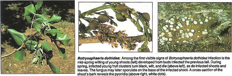 Botryosphaeria dothidea: Among the first visible signs of Botryosphaeria dothidea infection is the mid-spring wilting of young shoots (left) developed from buds infected the previous fall. During spring, infected young fruit clusters turn black, wilt, and die (above left), as do infected shoots and leaves. The fungus may later sporulate on the base of the infected shoot. A cross-section of the shoot's bark reveals the pycnidia (above right, white dots).