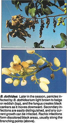 B. dothidea: Secondary B. dothidea fruit infections start as small, round or irregular black lesions (above left, “freckled hull”), which then enlarge and coalesce. Infected nuts turn beige or gray in summer or early fall and are covered with black pycnidia (above right). Infected buds are dark brown to black in cross-section (right; bud at extreme right is healthy).