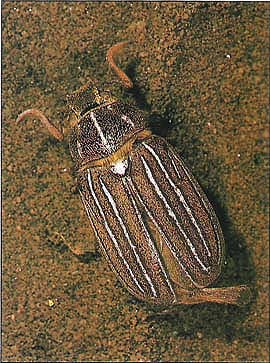 The adult tenlined June beetle lays its eggs in the orchard soil in late summer and early autumn. The hatching larvae subsequently cause damage to several fruit and nut crops.