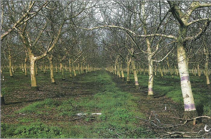 Spring nitrogen applications were made well before walnut leaf-out, as soon as the orchard floor was sufficiently dry to support equipment. Better results were obtained with late-summer applications.