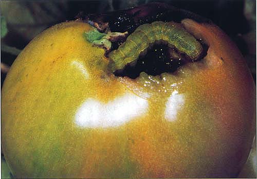 Tomato fruitworm (Heliothis zea) larvae attack the fruit of tomatoes and several other California crops, and can render them unmarketable.