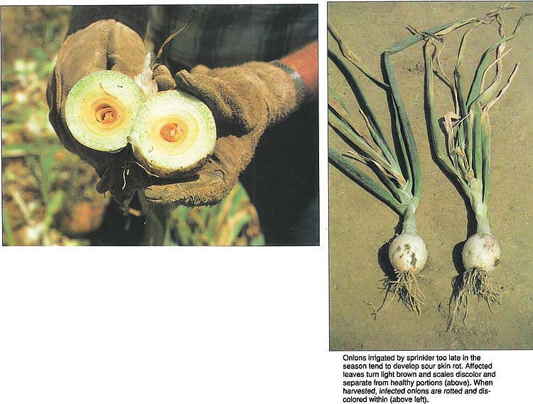 Onions irrigated by sprinkler too late in the season tend to develop sour skin rot. Affected leaves turn light brown and scales discolor and separate from healthy portions (above). when harvested, infected onions are rotted and discolored within (above left).