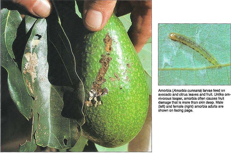 Amorbia (Amorbia cuneana) larvae feed on avocado and citrus leaves and fruit. Unlike omnivorous looper, amorbia often causes fruit damage that is more than skin deep. Male (left) and female (right) amorbia adults are shown on facing page.