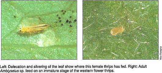 Defecation and silvering of the leaf show where this female thrips has fed. Right: Adult Amblyseius sp. feed on an immature stage of the western flower thrips.