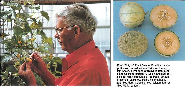 Frank Zink, UC Plant Breeder Emeritus, cross-pollinates one melon variety with another at left. Above, a first-generation hybrid (top) combines fusarium-resistant ‘Doublon’ and susceptible but highly marketable ‘Top Mark’; six generations of backcross-pollinating that hybrid and ‘Top Mark’ yielded a new, resistant form of ‘Top Mark’ (bottom).