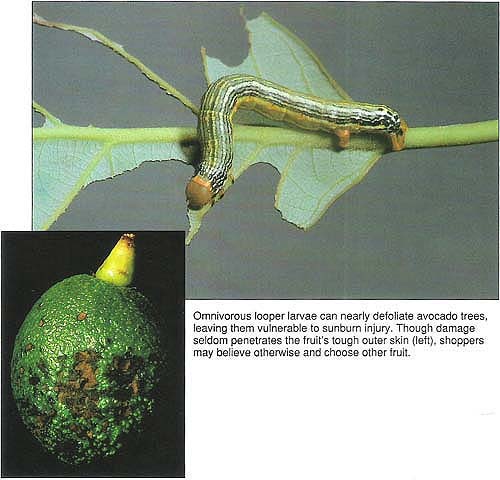 Omnivorous looper larvae can nearly defoliate avocado trees, leaving them vulnerable to sunburn injury. Though damage seldom penetrates the fruit's tough outer skin (left), shoppers may believe otherwise and choose other fruit.