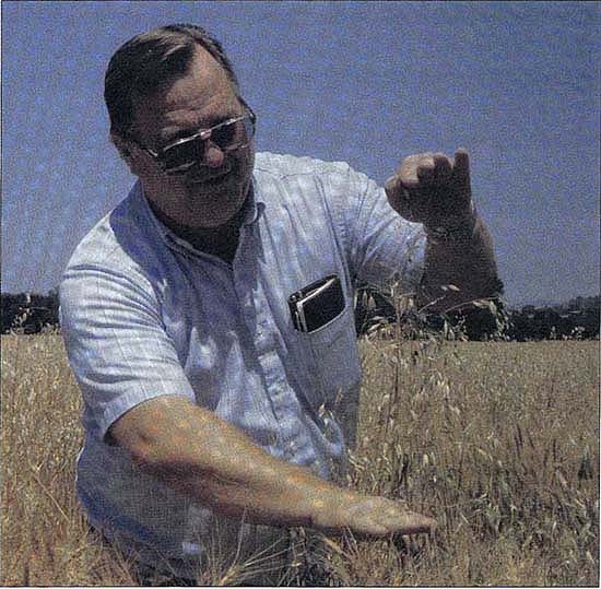 Santa Barbara County Farm Advisor Warren Bendixen shows the height differentiation at maturity between wild oats and wheat.