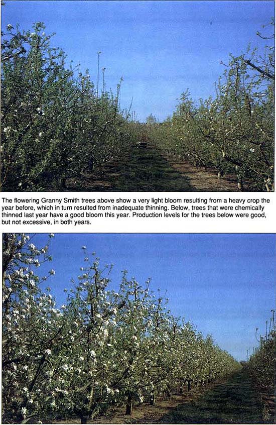 The flowering Granny Smith trees above show a very light bloom resulting from a heavy crop the year before, which in turn resulted from inadequate thinning. Below, trees that were chemically thinned last year have a good bloom this year. Production levels for the trees below were good, but not excessive, in both years.