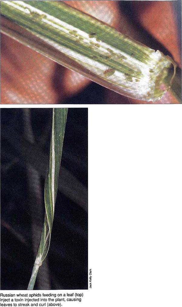 Russian wheat aphids feeding on a leaf (top) inject a toxin injected into the plant, causing leaves to streak and curl (above).