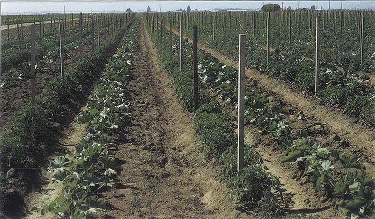 Cherry tomato-zucchini polyculture under farmer management in Salinas Valley.