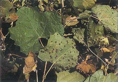 Above; Leaf gaits of grape phylloxera, such as these on the wild grape Vitis girdiana of southern California, are unknown on cultivated grapes in this state.