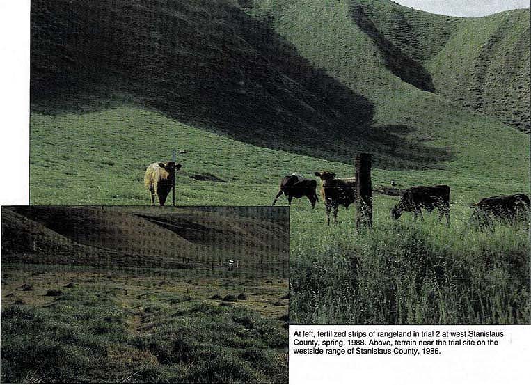 At left, fertilized strips of rangeland in trial 2 at west Stanislaus County, spring, 1983, Above, terrain near the trial site on the west side range of Stanislaus County, 1986.