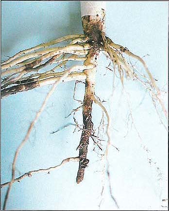 Roots of black-eye bean plant from the field with rotted lateral tap roots.