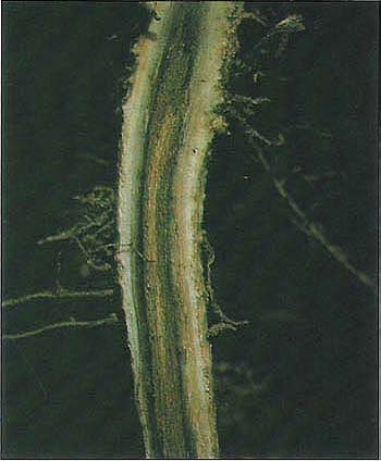 Cowpea plant with the vascular necrosis wilt symptom caused by Fusarium oxysporum f. sp. tracheiphilum, cause of Fusarium wilt.
