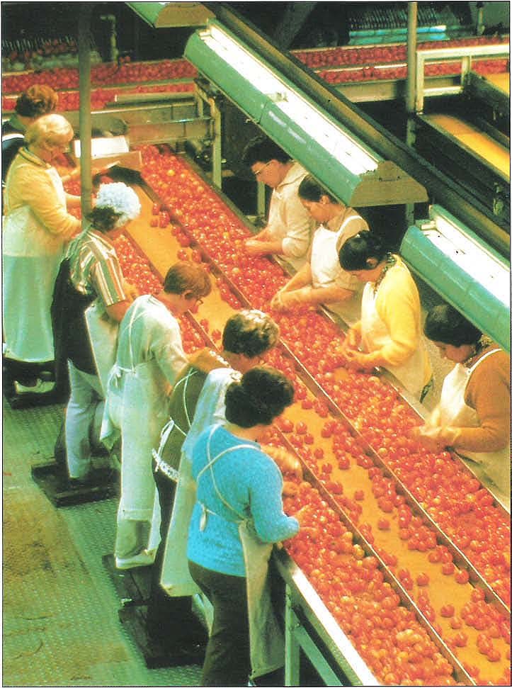 Workers sorting tomatoes in one of Hunt-Wesson's California processing plants.
