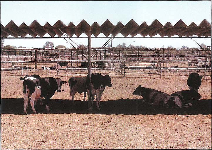 Shades and misting prevent heat stress in Holstein cows at Ganadera Imperial, a technically-advanced dairy in Mexicali.