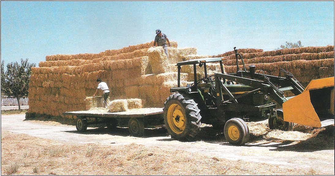Alfalfa bales are unloaded at Mexicali dairy farm.