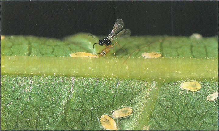 Genetically selected for resistance to Guthion, the adult wasp (Trioxys pallidus) is shown attacking walnut aphids.