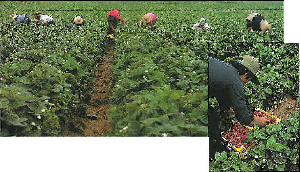 Farmworkers harvesting strawberries near Watsonville.