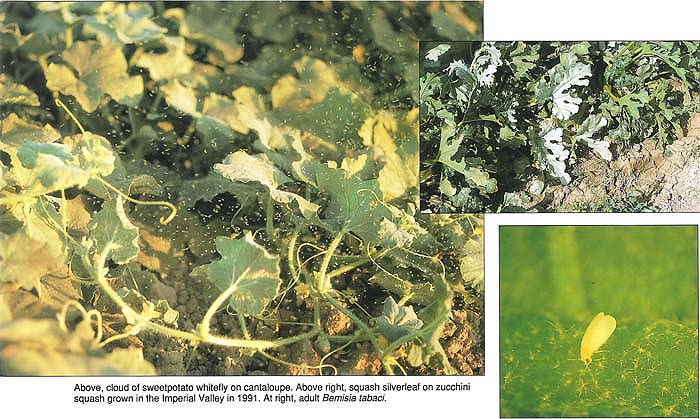 Above, cloud of sweetpotato whitefly on cantaloupe. Above right, squash silverleaf on zucchini squash grown in the Imperial Valley in 1991. At right, adult Bemisia tabaci.