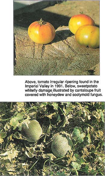 Above, tomato irregular ripening found in the Imperial Valley in 1991. Below, sweetpotato whitefly damage illustrated by cantaloupe fruit covered with honeydew and sootymold fungus.