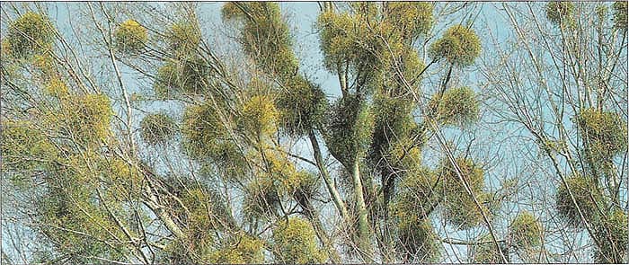 In Graton, a silver maple heavily infected by European mistletoe.
