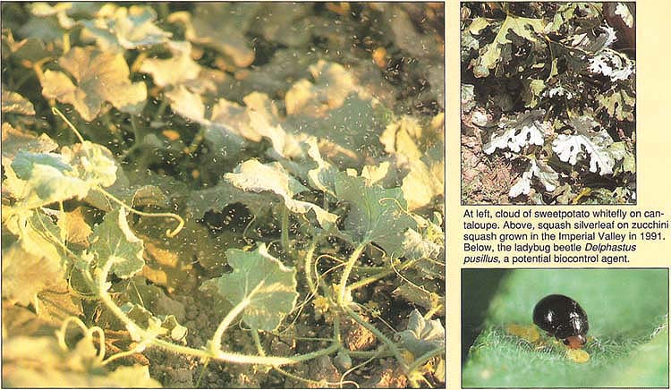 At left, cloud of sweetpotato whitefly on cantaloupe. Above, squash silverleaf on zucchini squash grown in the Imperial Valley in 1991. Below, the ladybug beetle Delphastus pusillus, a potential biocontrol agent.