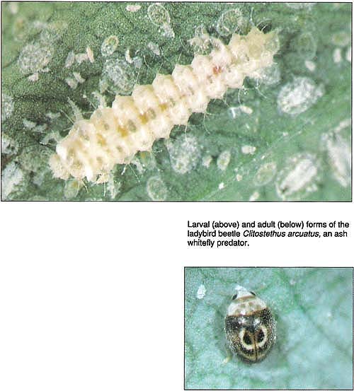 Larval (above) and adult (below) forms of the ladybird beetle Clitostethus arcuatus, an ash whitefly predator.