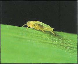 Adult Russian wheat aphid.