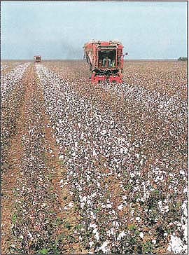 Cotton harvesting on the westside.
