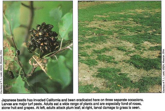 Japanese beetle has invaded California and been eradicated here on three separate occasions. Larvae are major turf pests. Adults eat a wide range of plants and are especially fond of roses, stone fruit and grapes. At left, adults attack plum leaf; at right, larval damage to grass is seen.