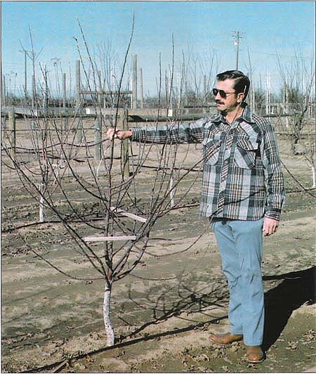 Micke is shown with two-old standard ‘Red Dellcious’ on M106 rootstock.