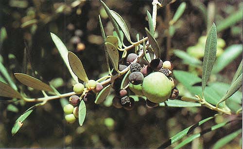 Normal and parthenocarpic shotberry fruit of ‘Manzanillo’ olive.