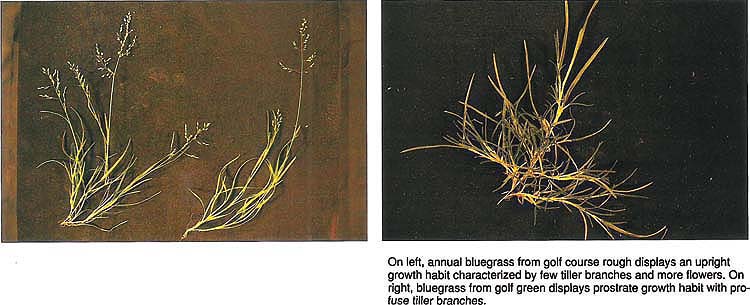 On left, annual bluegrass from golf course rough displays an upright growth habit characterized by few tiller branches and more flowers. On right, bluegrass from golf green displays prostrate growth habit with profuse tiller branches.