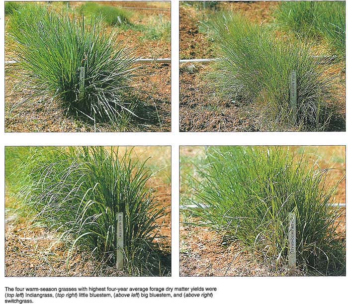 The four warm-season grasses with highest four-year average forage dry matter yields were (top left) Indiangrass, (top right) little bluestem, (above left) big bluestem, and (above right) switchgrass.