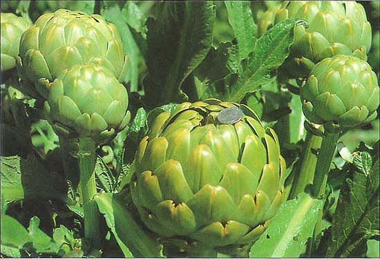 An overmature ‘Imperial Star’ bud (foreground) does not spread its bracts as fully as do other varieties, but the quarter-sized gap between bract tips shows that this artichoke is unmarketable. Background buds are mature and harvestable.
