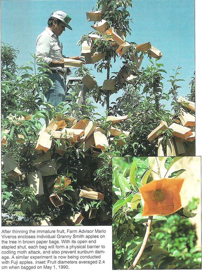 After thinning the immature fruit, Farm Advisor Mario Viveros encloses individual Granny Smith apples on the tree in brown paper bags. With its open end stapled shut, each bag will form a physical barrier to codling moth attack, and also prevent sunburn damage. A similar experiment is now being conducted with Fuji apples. Inset: Fruit diameters averaged 2.4 cm when bagged on May 1, 1990.