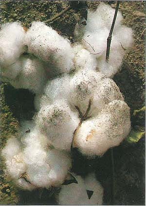 Sticky honeydew from cotton aphids (Aphis gossypii) encourages sooty mold growth on cotton bolls. Aphid-related damage to the cotton fiber can make it unmarketable.