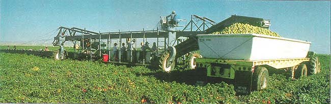 “Mechanical harvesting” doesn't say it all — a dozen or more laborers must work together to operate this tomato harvester, filling tractor trailers with green fruit destined to ripen fully on its way to market.
