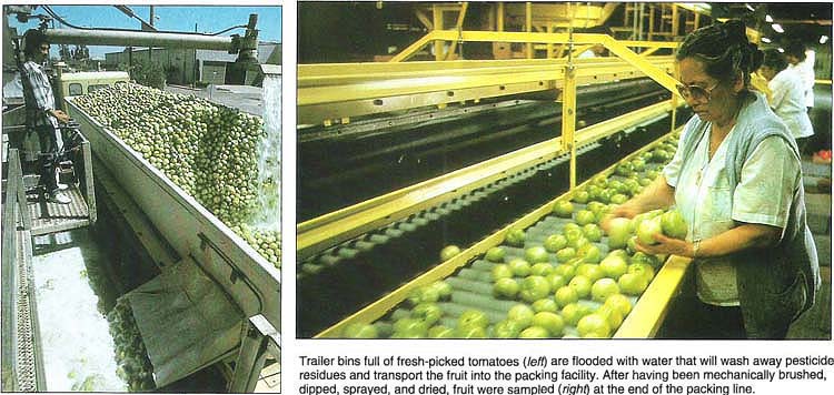 Trailer bins full of fresh-picked tomatoes (left) are flooded with water that will wash away pesticide residues and transport the fruit into the packing facility. After having been mechanically brushed, dipped, sprayed, and dried, fruit were sampled (right) at the end of the packing line.