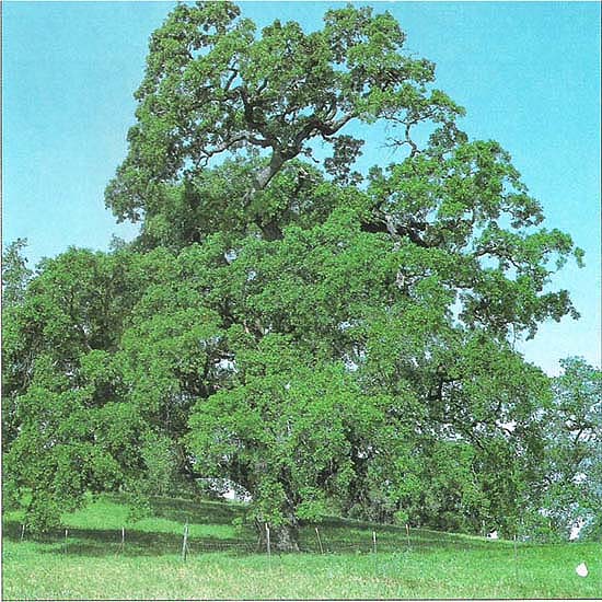 It may be a magnificent specimen, but this California valley oak is regenerating poorly for a variety of reasons, including pocket gopher attacks on its seedlings.