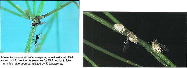 Above, Trioxys brevicornis on asparagus oviposits into EAA as second T. brevicornis searches for EAA. At right, EAA mummies have been parasitized by T. brevicornis.