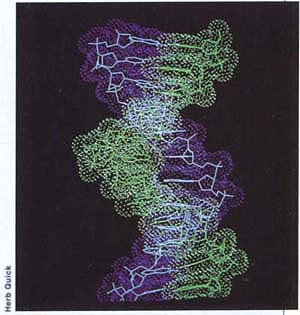 Computer-generated image of DNA; its reaction with a cancer-causing agent may lead to a mutation if the cell is unable to repair itself.